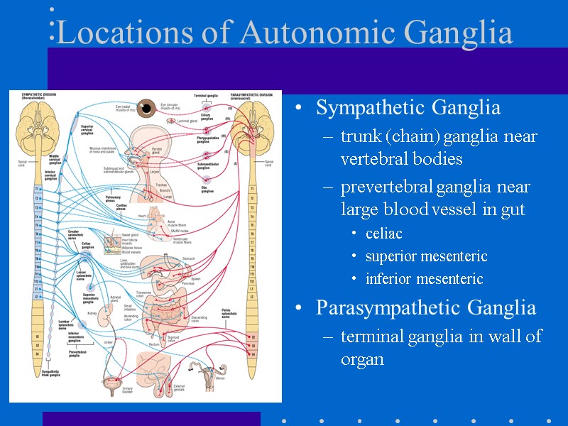 Locations of Autonomic Ganglia Sympathetic Ganglia trunk (chain) ganglia near vertebral bodies prevertebral ganglia